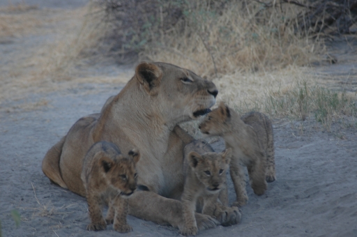 Lion and 3 cubs 